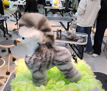 오산대학교 반려동물일반미용 아트미용 수업